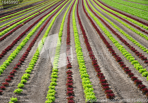 Image of Lettuce field