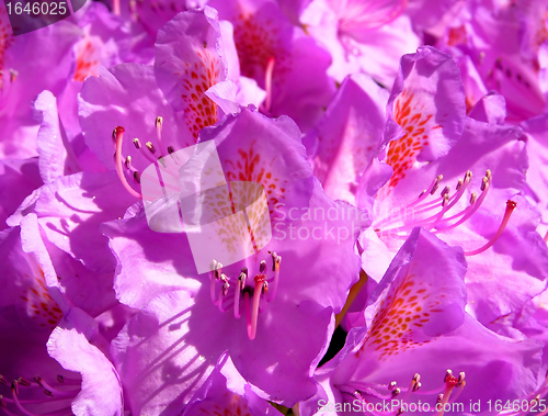 Image of Rhododendron flower