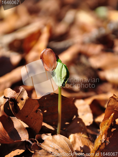 Image of Beech seedling