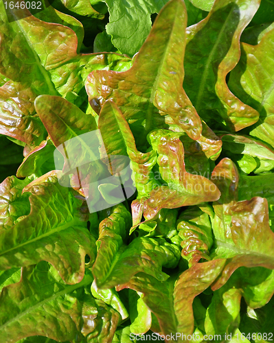 Image of Salad