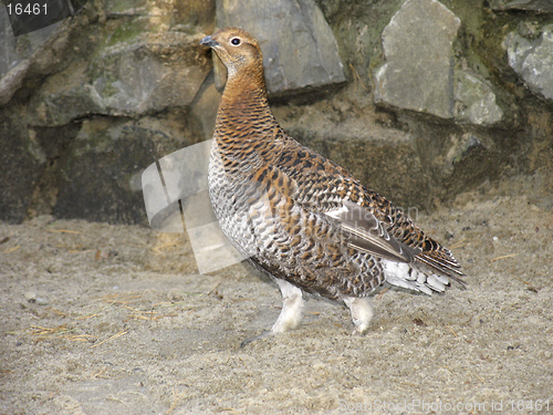 Image of Grey-hen