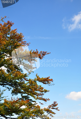 Image of Beech tree in fall