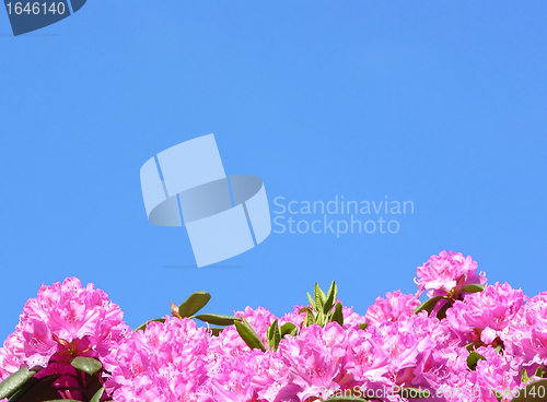 Image of Rododendron flowers and blue sky