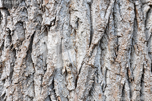 Image of Bark