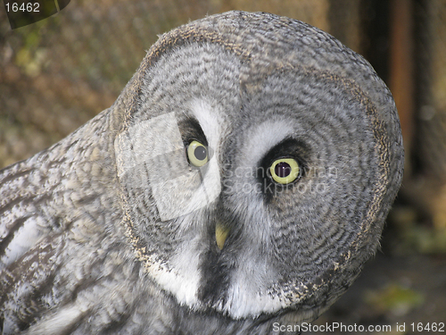 Image of Great gray owl