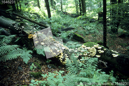 Image of Primeval forest in Bavaria