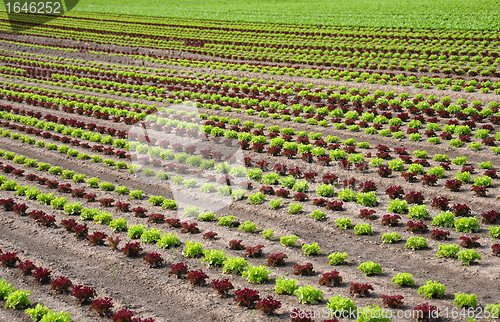 Image of Lettuce field