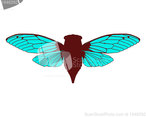 Image of Beautiful cicada