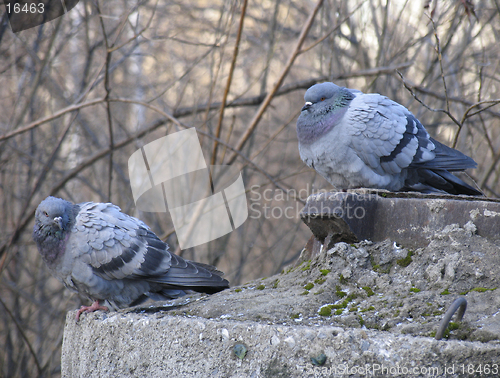 Image of Pigeons