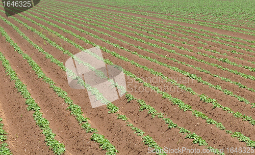 Image of Potato field