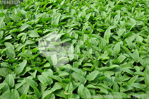 Image of Common bistort (Bistorta officinalis)