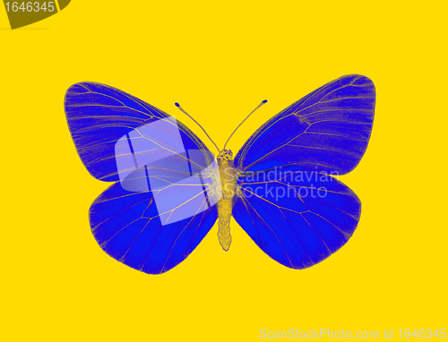 Image of Alien butterfly