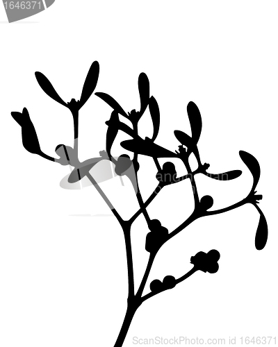 Image of Mistletoe