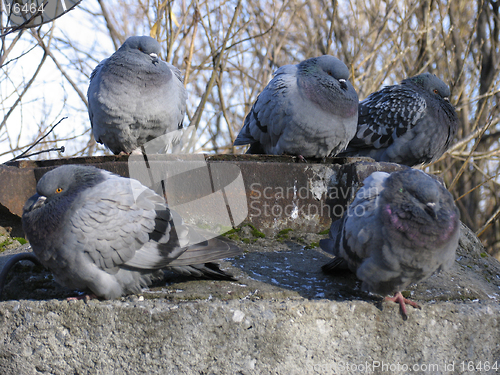 Image of Pigeons