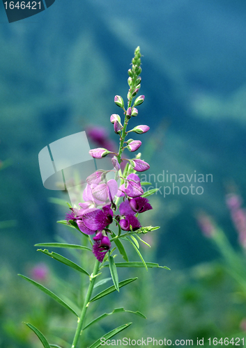 Image of Tropical flower on La Reunion