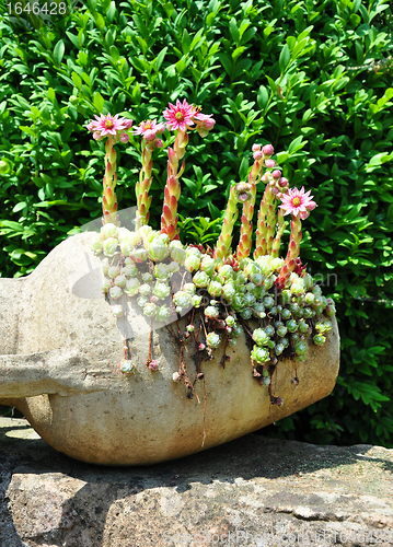 Image of Houseleek flowers (Sempervivum) in flagon