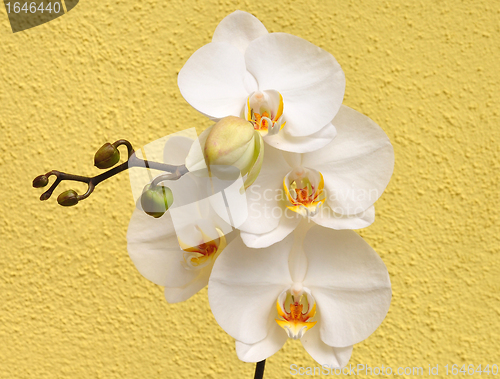Image of Orchid flowers