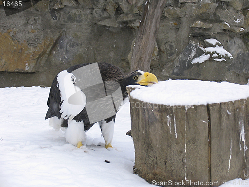 Image of Steller's sea eagle