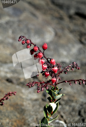 Image of Petit bois de rempart (Agauria buxifolia)