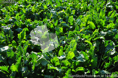 Image of Beet field