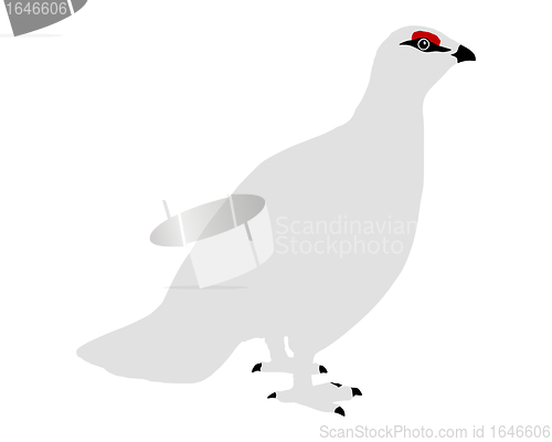 Image of Ptarmigan