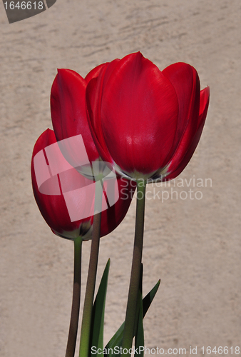 Image of Red tulips