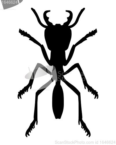 Image of Ant