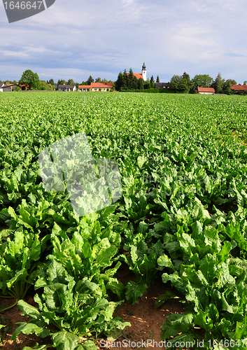 Image of Field with sugar beet