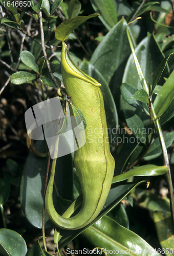 Image of Pitcher plant (Nepenthes)