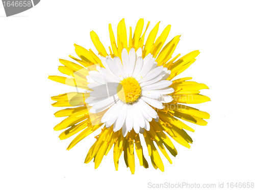 Image of Daisy on dandelion flower