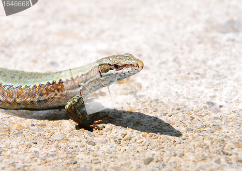 Image of Wall lizard (Podarcis muralis)