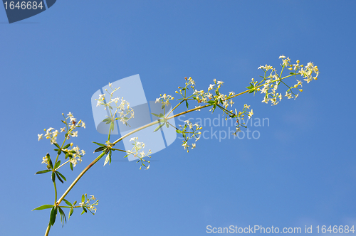 Image of Upright bedstraw (Galium album)