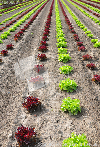 Image of Lettuce field