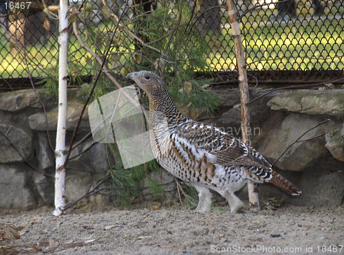 Image of Capercaillie