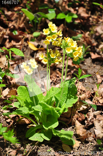 Image of Oxlip (Primula elatior)