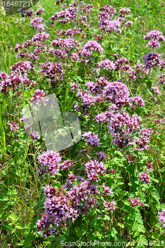 Image of Oregano (Origanum vulgare)