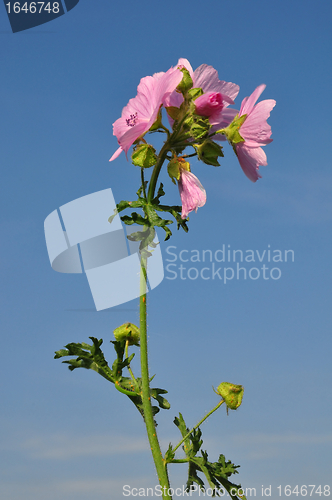 Image of Greater musk-mallow (Malva alcea)