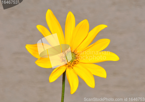 Image of Small sunflower