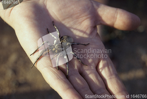 Image of Tarantula