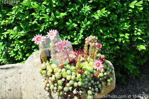 Image of Houseleek flowers (Sempervivum) in flagon