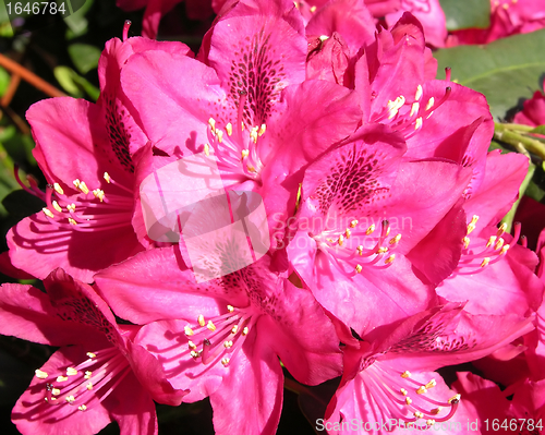 Image of Rhododendron flower