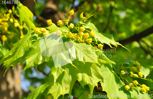 Image of Maple flowers (Acer)