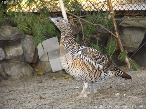 Image of Capercaillie