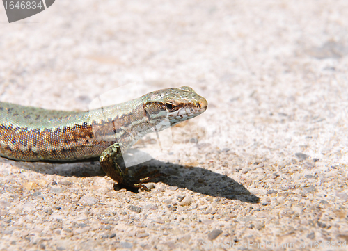Image of Wall lizard (Podarcis muralis)