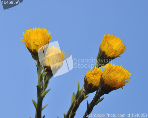 Image of Coltsfoot (Tussilago farfara)