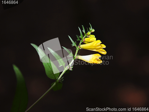 Image of Common Cow-wheat (Melampyrum pratense)