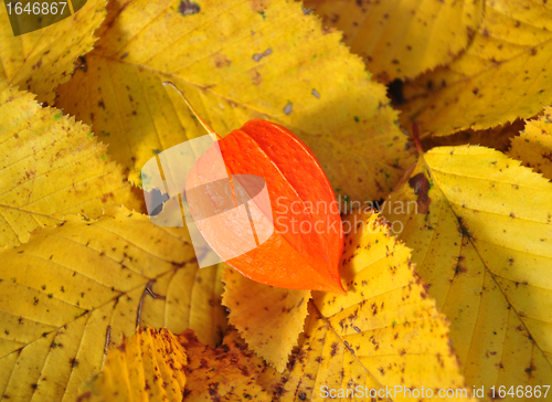 Image of Physalis on fall leaves