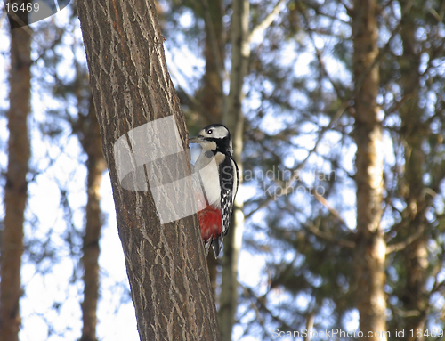 Image of Woodpecker Dendrocopos minor