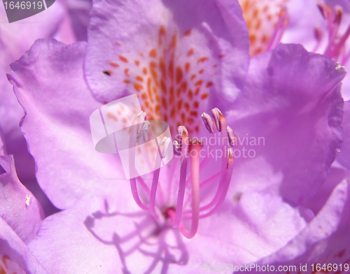 Image of Rhododendron flower