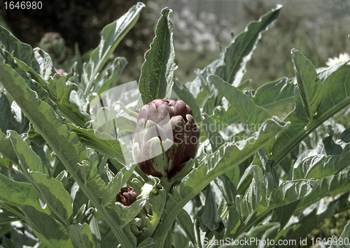 Image of Artichoke plant